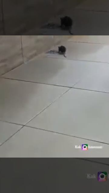 Мышиная охота 😂👍 смотреть онлайн