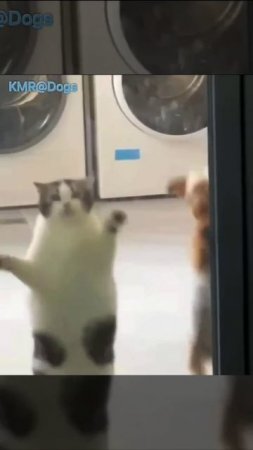 Заразительная утренняя зарядка😂 ( видео про кошек и собак )