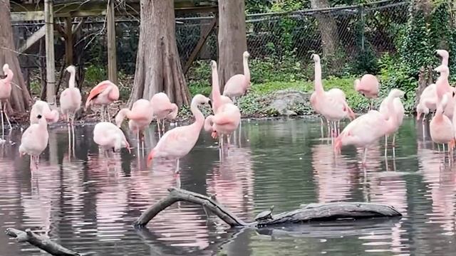 International Flamingo Day (2021) смотреть онлайн