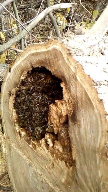 ПЧЕЛЫ В ДУПЛЕ Лесной киндэр подарок!!! Часть 1.   BEES IN DUPLEX Forest handker gift !!! Part 1 смотреть онлайн