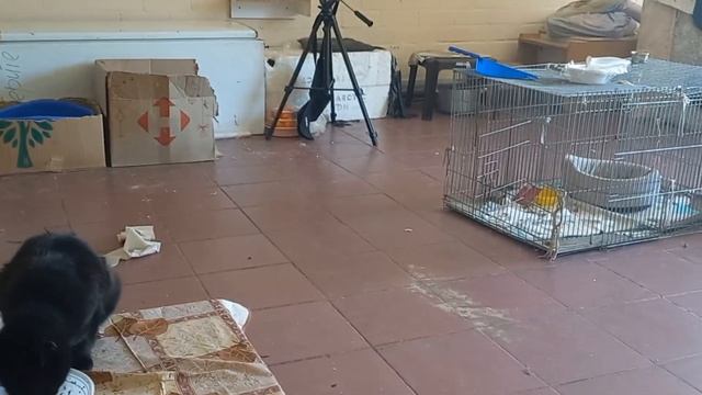 Директор посетил приют БарошинДом. Отчет за 26.06.2024