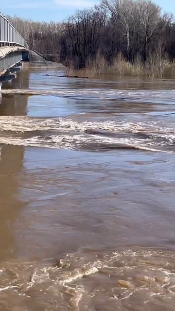 Река Сакмара. Мост на т. Саракташ. Уровень воды растет. Зрелище жуткое. сухов