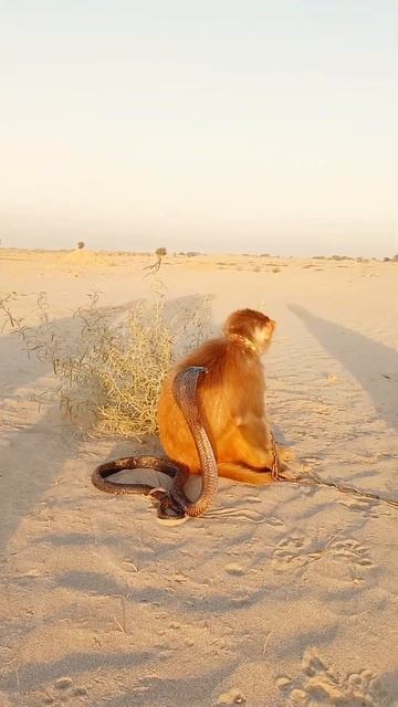 wao! big cobra naag and monkey playing video #1millionviews #shorts
