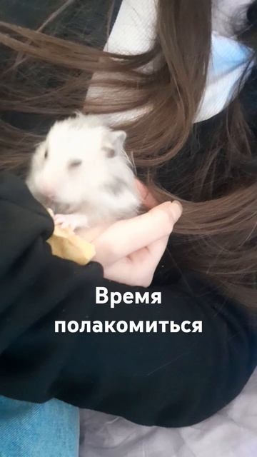 #юмор #ютуб #хомяк #сирийскийхомяк #милота #мимими