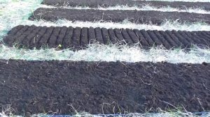 высокие  грядки их  не надо копать рыхлить и полоть