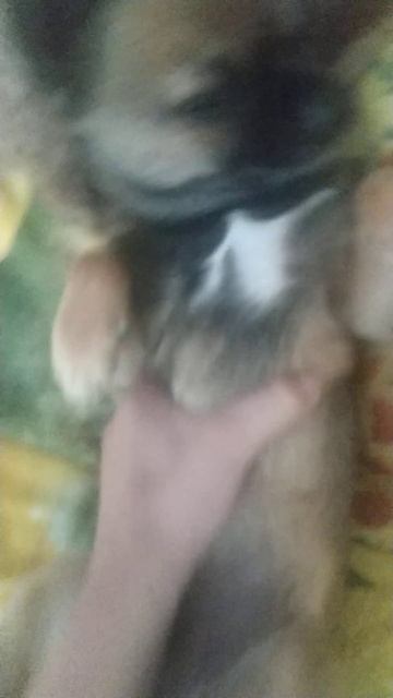 собачка танцует под Тука така смотреть онлайн