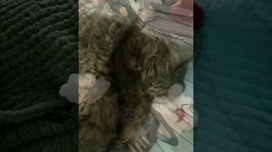 Домашние питомцы