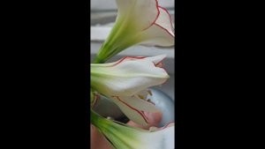 мои цветы 4...