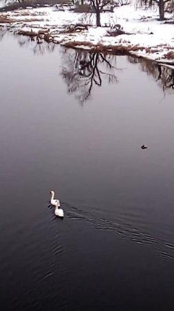 Лебеди