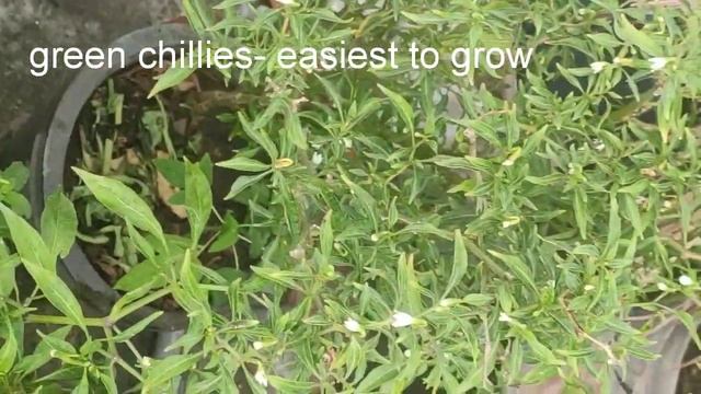 Peep Into My Terrace Garden With Tips To Grow Moong Dal Plant From Mung Bean Sprouts