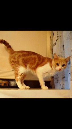 ❤ Кошечка Тася – комочек тепла и нежности ищет дом! 🏡 🐈