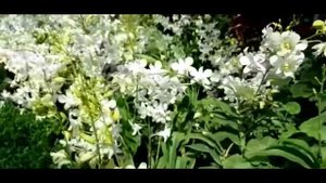 Explore Flower Dome at Garden By The Bay Singapore