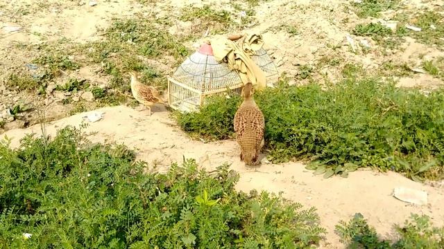 Teetar ki awaz | teetar awaz | teetar breeding | teetar crossing смотреть онлайн