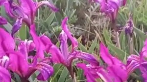 Зацвели весенние цветы в саду, а Волгоградские степи пестрят тюльпанами и ирисами.