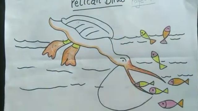 Colouring pelican bird for grade 4