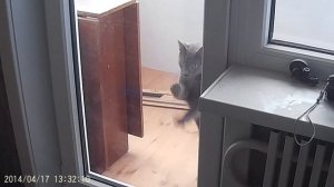 Как кот просится домой с балкона