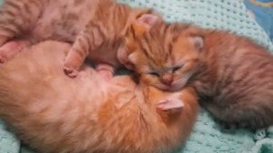 Сладкие малыши.