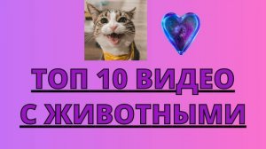 Топ 10 завораживающих видео с животными