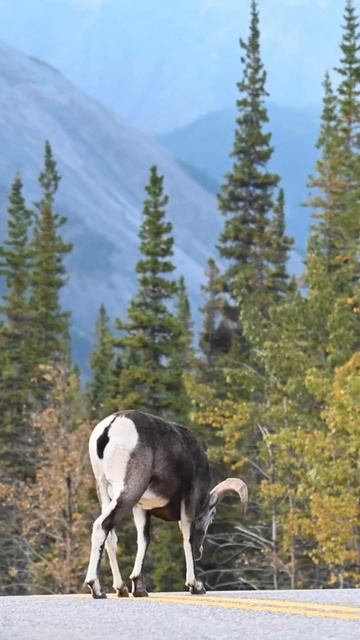 ALL PEOPLE STOP THEIR CAR TO SEE THIS WILD SHEEP  WHICH CAME ON THE ROAD.markhoribexdeerblueshe