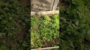 Маленькая тепличка для томатов и огурцов - своими руками.