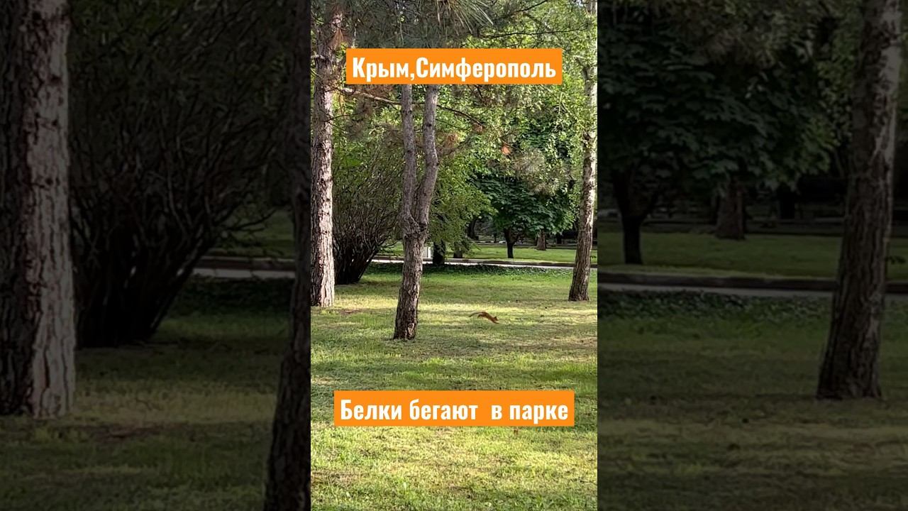 #Россия #Крым #Симферополь много белок в парке имени Гагарина,некоторые берут орешки из рук,май 2023