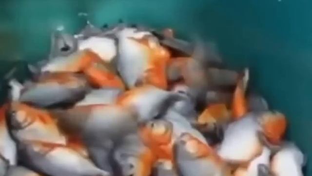 How to catch the Piranhas in Brazil. смотреть онлайн