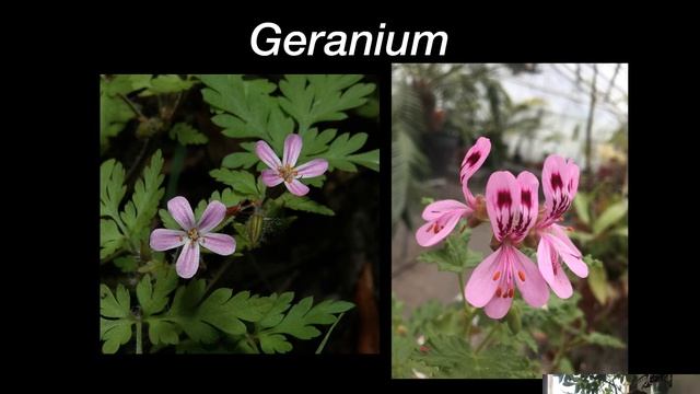 Geraniaceae смотреть онлайн