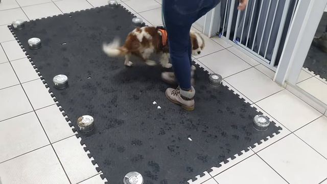 Nosework, test, pomarańcza, Poznań 20.11.2022, Renata i Rubin смотреть онлайн