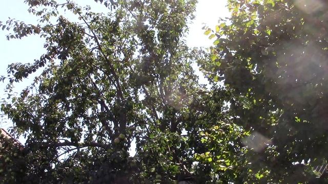 Ореховый кустик 30 августа 2023г !!!!!! смотреть онлайн