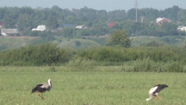 Аисты в Рязани смотреть онлайн