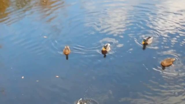 DSCN2441               23 10 2016 Г        ЛЮБЯШКИ ...