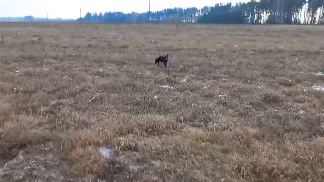 Охота на куропатку с Курцхааром и Ягдтерьером.Охота 2023. смотреть онлайн