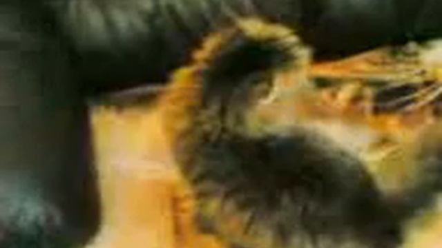 GATTA CONTRO CANE CHI VINCERA' смотреть онлайн