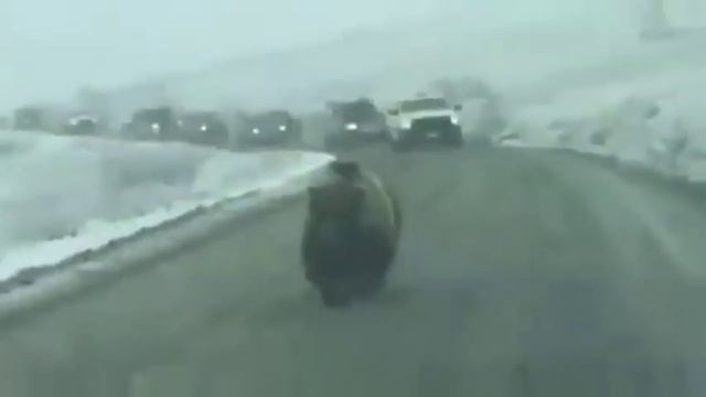 Медведь Миша - начальник автоколонны Колымы