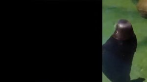 Spinning seal - Deluxe Version