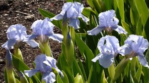 May 15 2020 Blue Denim Dwarf Iris