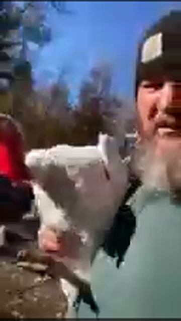 Beltsville White Turkeys