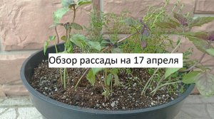 Обзор рассады на 17 апреля