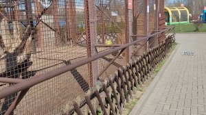 У Шерхана в гостях, и снова о Симбе из Тайгана. Минск 17 апреля.