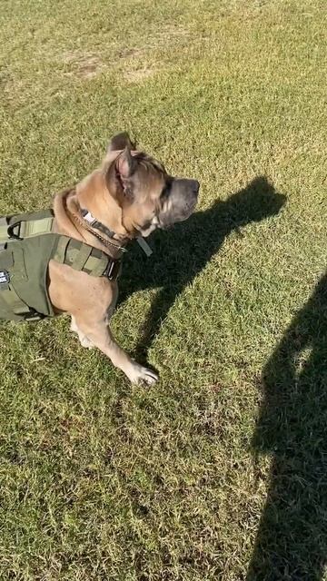 What harness to use for CaneCorso? #lofdefense #canecorso#bigdog #familydog #k9#puppies #workingdog