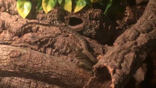 Timor Monitor April 2016 смотреть онлайн