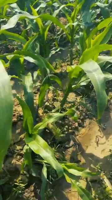 Only shoot without harm #dangerous action prohibit imitation. #snake #protection смотреть онлайн