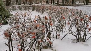 Ледяной дождь во Владивостоке (19.11.2020)