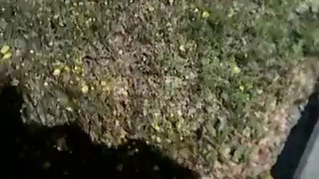 Растительный и животный мир смотреть онлайн