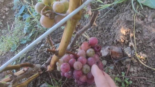 Виноград Лепсна в Ленинградской области.11.09.22. смотреть онлайн