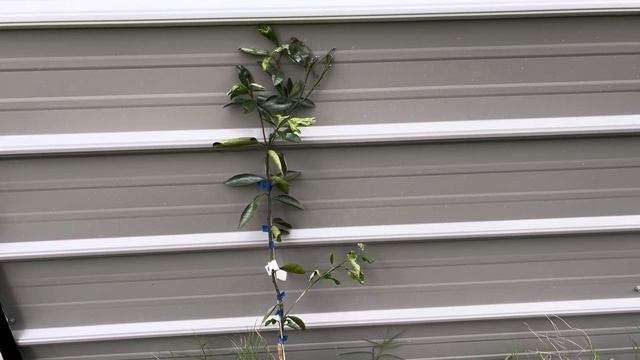 Ugli citrus fruit tree Jamaican Tangelo