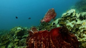 Cuttlefish at Shark Point Andaman Sea Phuket Thailand 27 January 2021