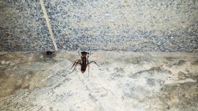 Trap Jaw Ant Odontomachus