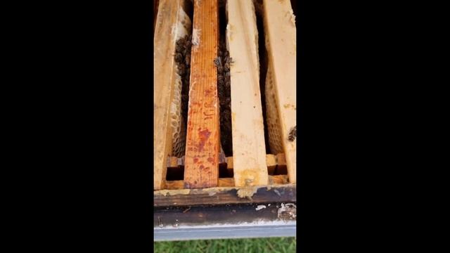 Зимовка 29 декабря 2023. Слабые семьи и отводки. Центр Ростовской области смотреть онлайн