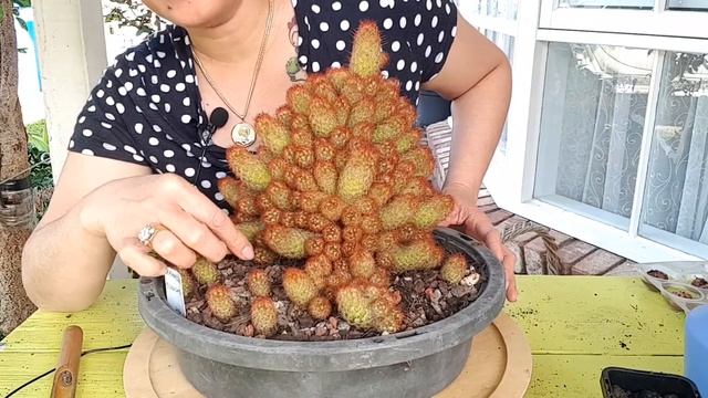 MAMMILLARIA ELONGATA, TAMANG PROPAGATION & TIP PAANO PARAMIHIN by: KABAYAN AMOR